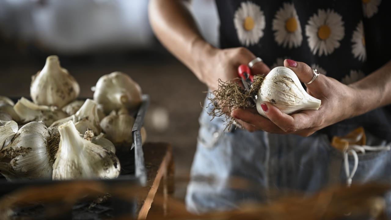 cutting garlic